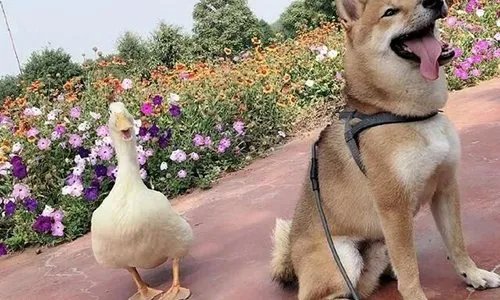 王珞丹微博挂寻鸭启事，你怎么看待这件事？