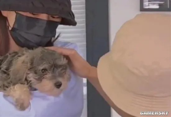 女子花25万成功克隆去世宠物狗 称实在放不下