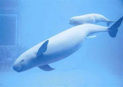 南京长江出现江豚妈妈背着江豚宝宝戏水的场景，这一场景有多温馨？