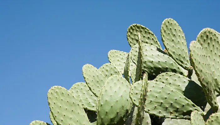 仙人掌有叶子吗 仙人掌有叶子吗长在哪里