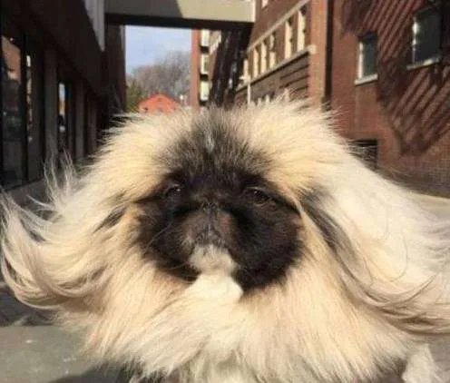 中小型狗的品种大全名字