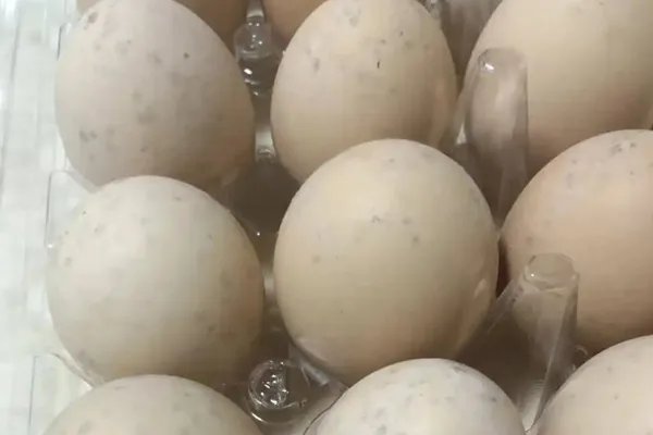 如何判断鸡蛋是否变质 鸡蛋变质的原因