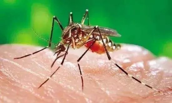 美国批准释放7.5亿只转基因蚊子，会对人类造成影响吗？