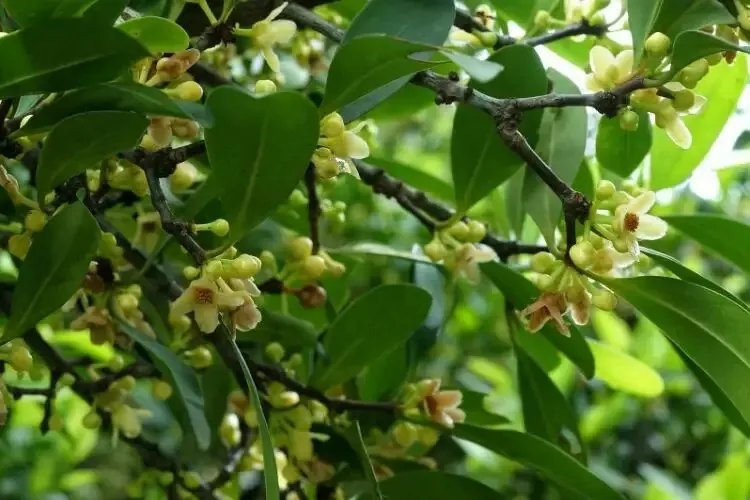 中药山竹子图片