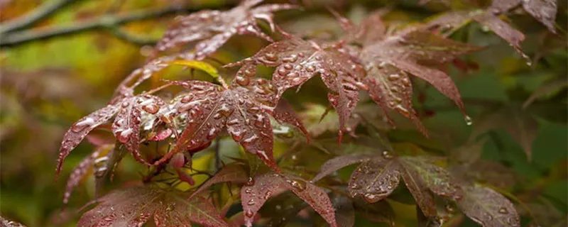 霜叶红于二月花是哪个季节 霜叶红于二月花是什么意思