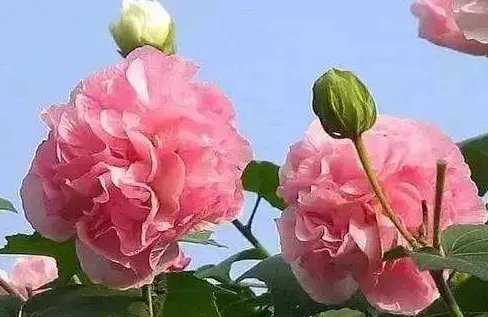 成都的市花为什么是芙蓉