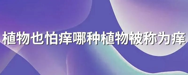 植物也怕痒哪种植物被称为痒痒树 是什么原因呢