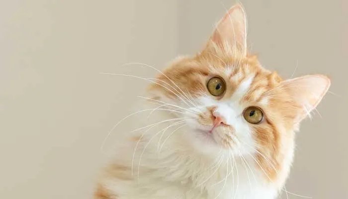 开宠物店需要什么条件 开宠物店需要什么资质