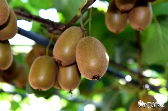 农村怎样致富？