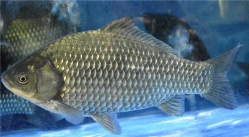 鱼类名称有哪些 常见的淡水鱼种类介绍