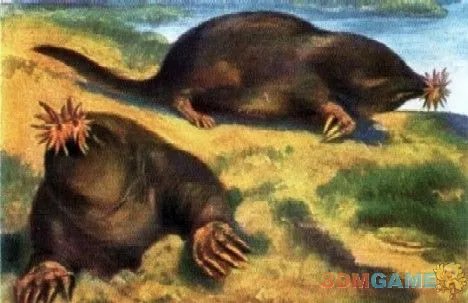 巨丑无比吓倒众人！世界上最丑陋的13种动物