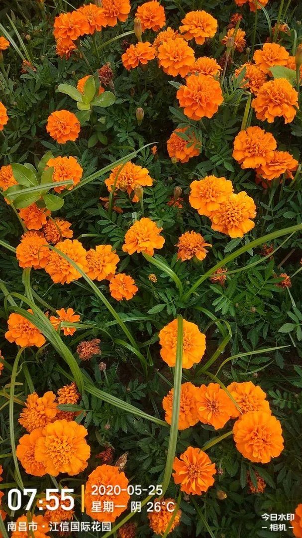 特朗普终于戴口罩了，大家怎么看？