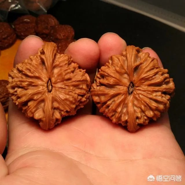 南疆石狮子头为什么那么贵，还那么受欢迎？