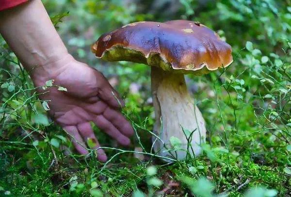 云南特产有哪些_云南十大特产推荐