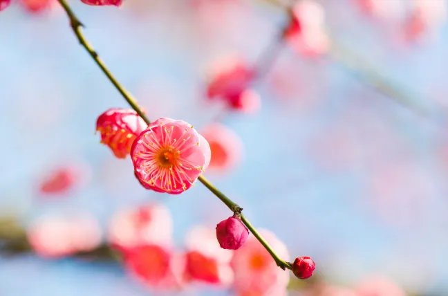 2021年立春具体时间几点到几点 2021年立春开始和结束时间