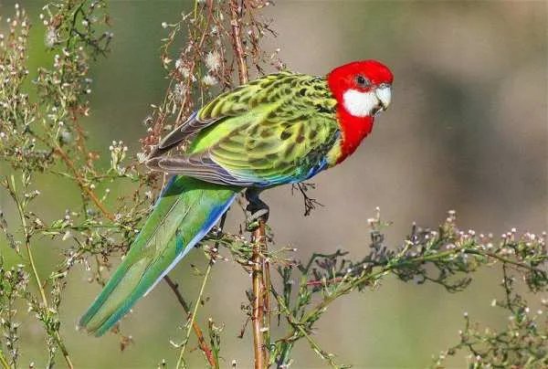 玫瑰鹦鹉属的外形特征