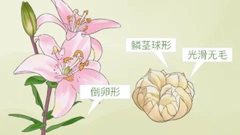 茉莉花茶的副作用