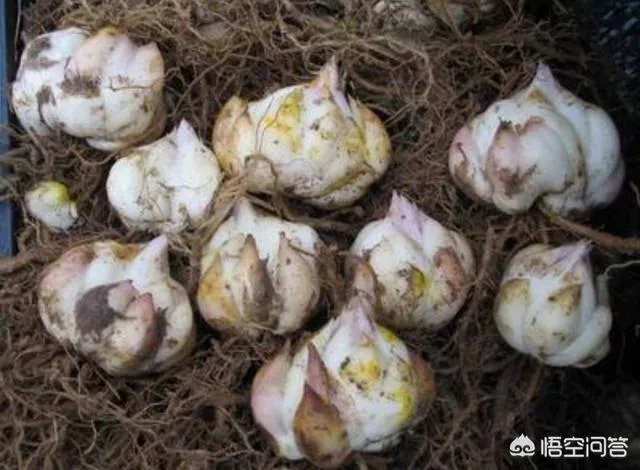 怎么种植百合花？