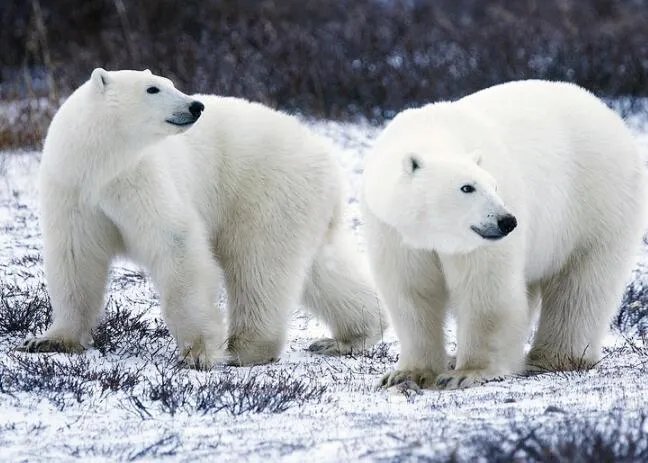 北极甲烷在什么地方 北极甲烷在哪个位置