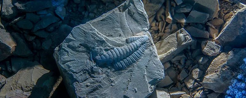 化石的形成过程 化石的形成过程是怎样的