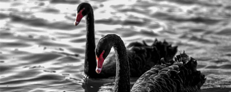 黑天鹅寓意