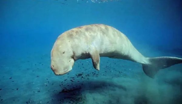 世界上真有美人鱼吗