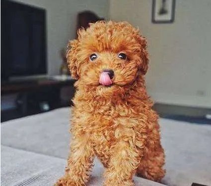 中小型狗的品种大全名字