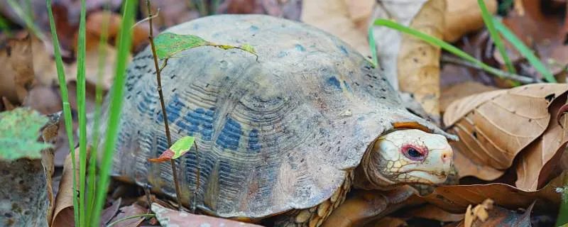 世界上体型最大的海龟是什么龟 世界上最大的海龟是哪种龟