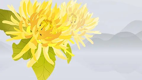 虎皮兰的功效与作用