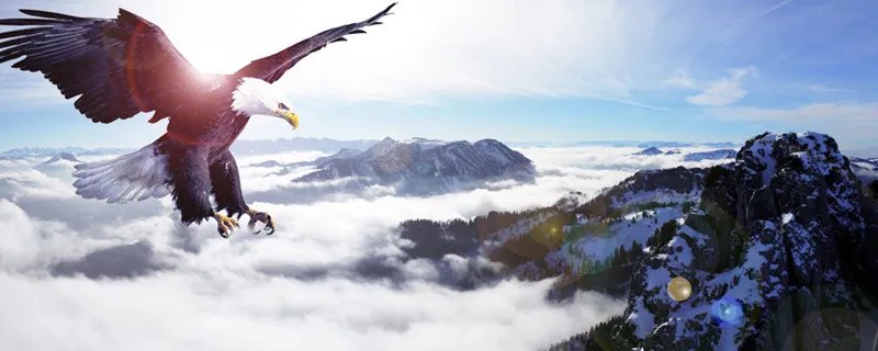 海东青指的是什么