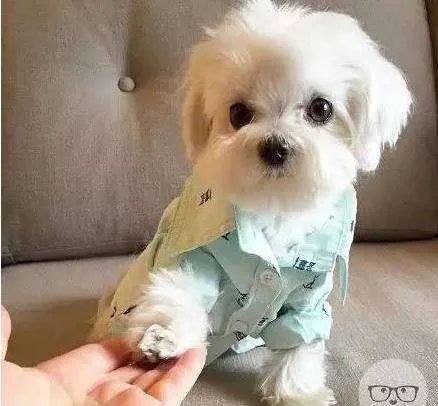 中小型狗的品种大全名字