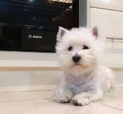 中小型狗的品种大全名字