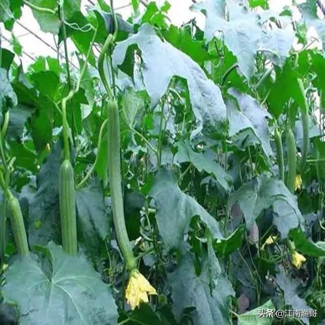 持续高温对丝瓜种植有什么影响？