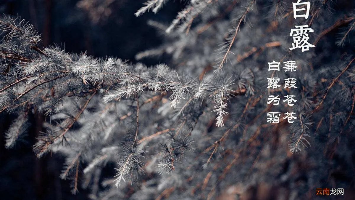 白露代表的寓意