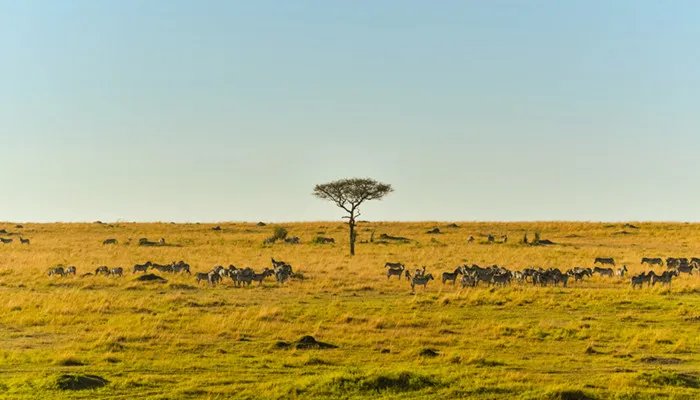 刚果是哪个国家 刚果是哪里