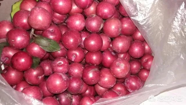 红叶李果实能吃吗？