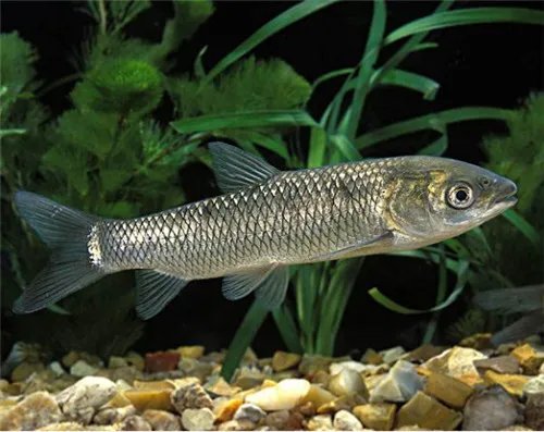 鱼类名称有哪些 常见的淡水鱼种类介绍