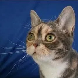 美国硬毛猫有什么特点