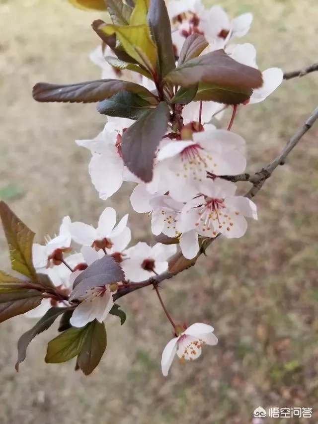 红叶李果实能吃吗？