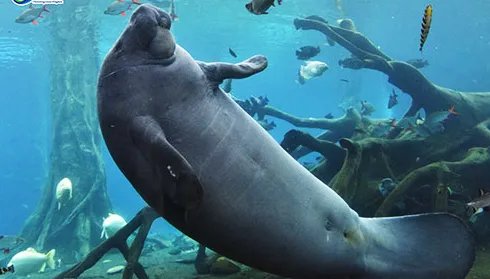 世界上真有美人鱼吗