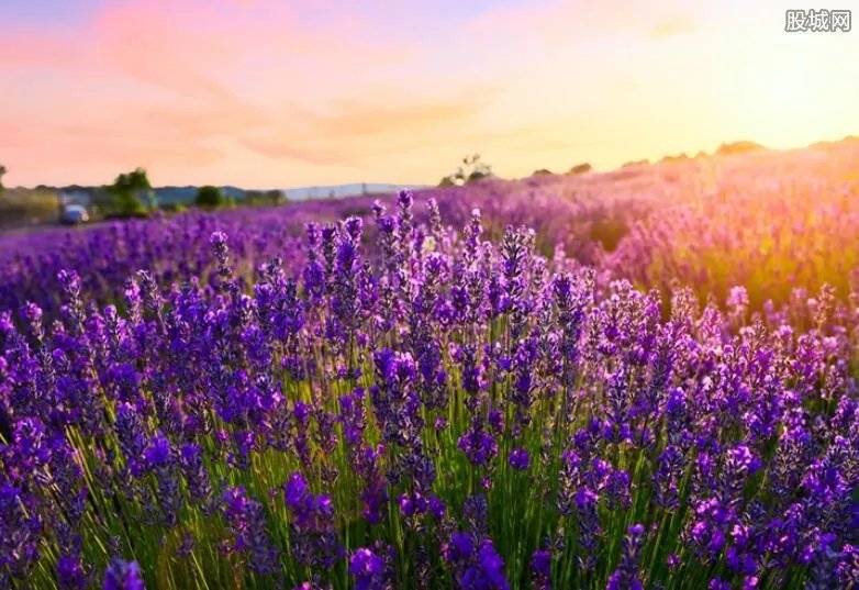 开业花篮多少钱一个 开业花篮价格便宜吗