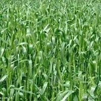 小麦除草剂现在适合打吗？