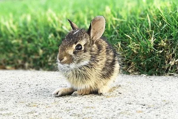 鼠年是哪年 鼠年分别是哪一年