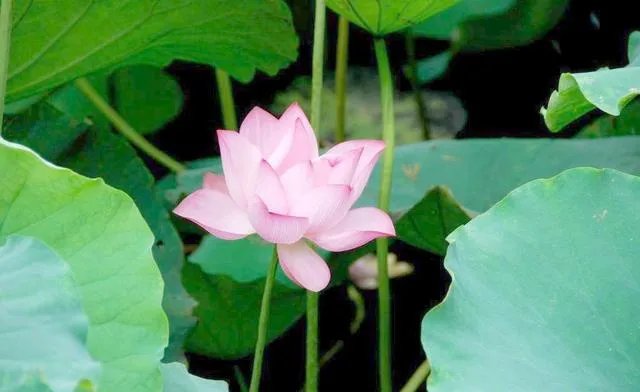 荷花象征什么 荷花象征意义有哪些