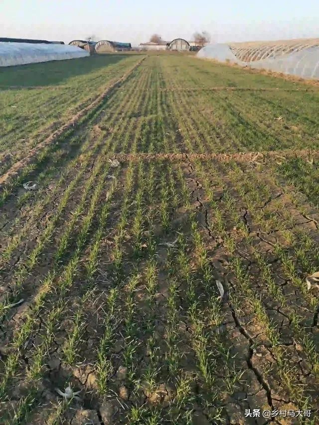 小麦除草剂现在适合打吗？