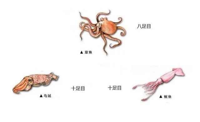 韩国渔民发现32条腿章鱼 专家表示将进行放射性测试