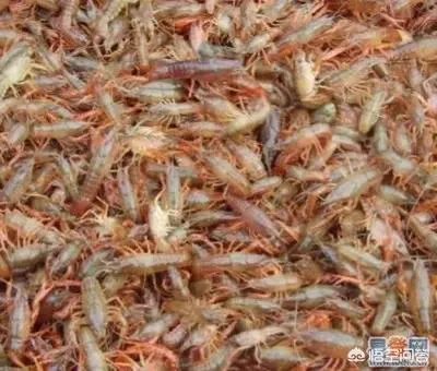 如何选择小龙虾的种苗？