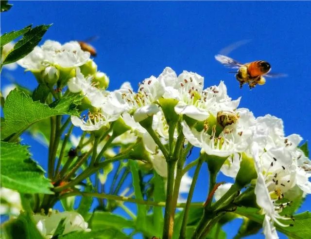 为什么糖水片往往在朋友圈有很高的点赞率，但却得不到摄影大咖们的认可？