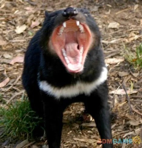 巨丑无比吓倒众人！世界上最丑陋的13种动物