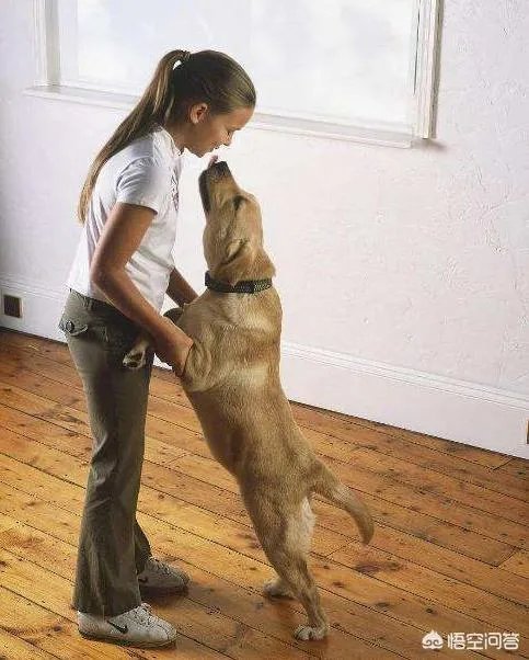 拉布拉多犬是万能犬，为什么很多人想养却不敢养？